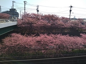 河津桜１.JPG